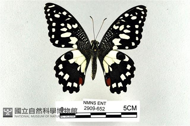 花鳳蝶、無尾鳳蝶藏品圖，第1張