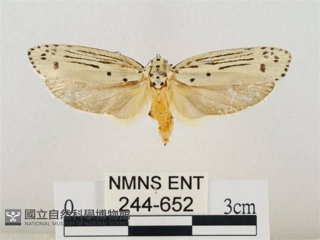 線紋篩蛾藏品圖，第1張