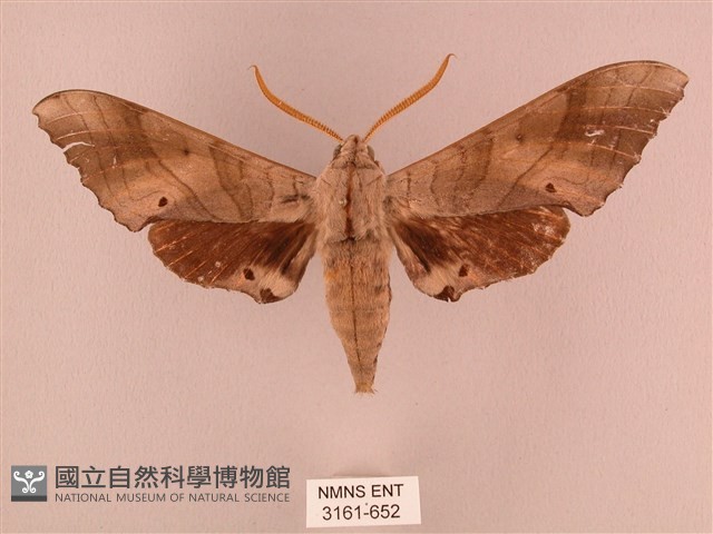栗六點天蛾藏品圖，第1張