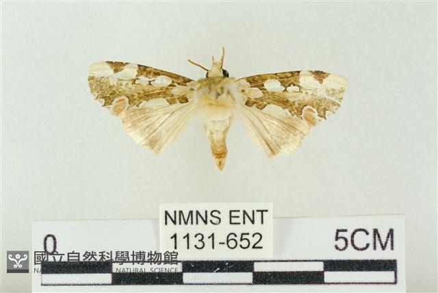 連珠波紋蛾藏品圖，第1張