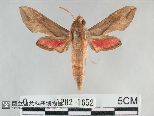 後紅斜線天蛾藏品圖，第1張