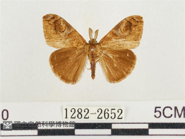 小白紋毒蛾藏品圖，第1張