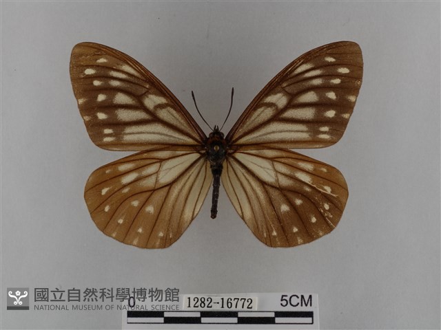 臺灣絹蛺蝶藏品圖，第1張