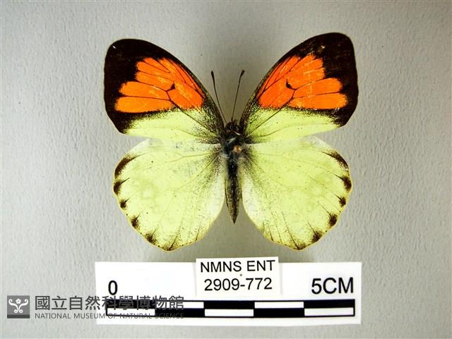 異粉蝶、雌白黃蝶藏品圖，第1張