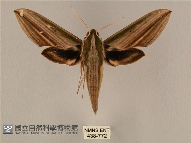 棕綠背線天蛾藏品圖，第1張