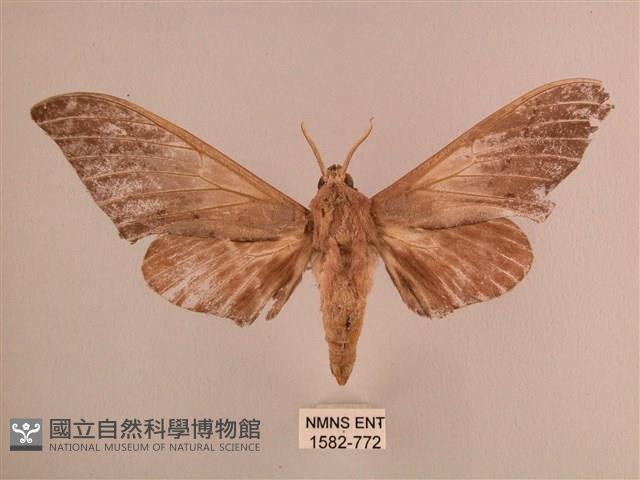 直翅六點天蛾藏品圖，第1張