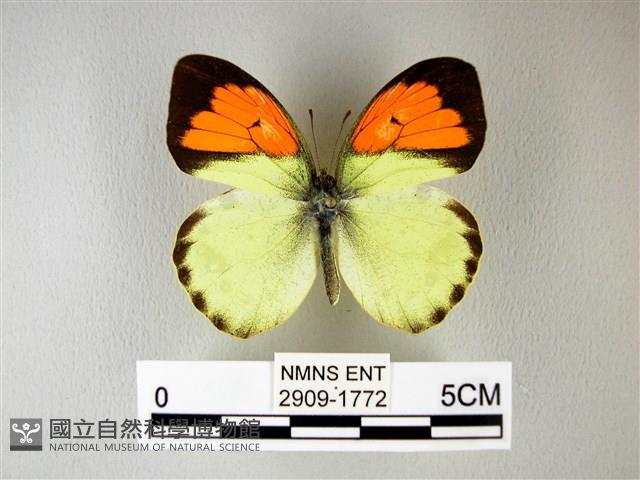 異粉蝶、雌白黃蝶藏品圖，第1張