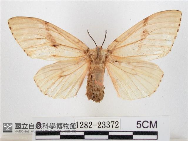 木毒蛾藏品圖，第1張