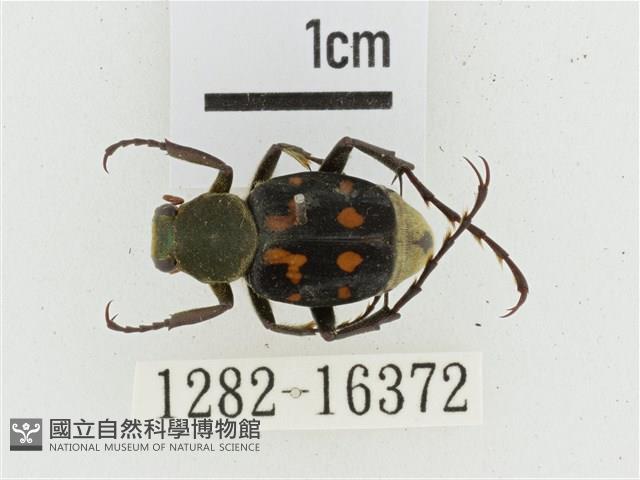 黃肩長腳花金龜藏品圖，第1張