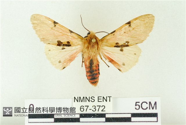 棍棒污燈蛾藏品圖，第1張