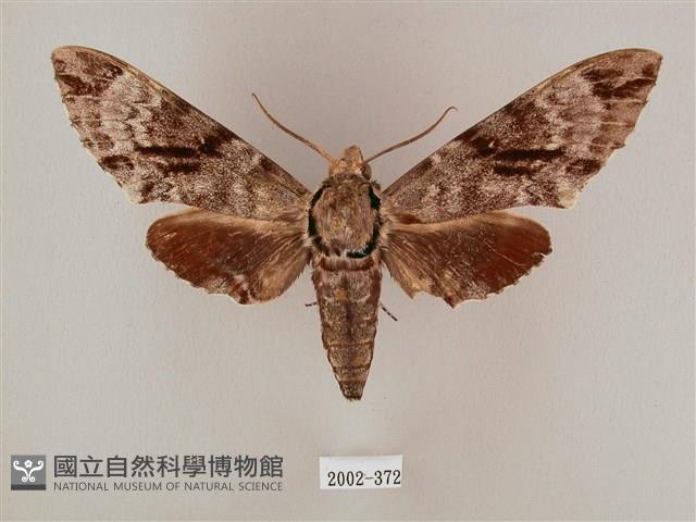 粗斜紋天蛾藏品圖，第1張