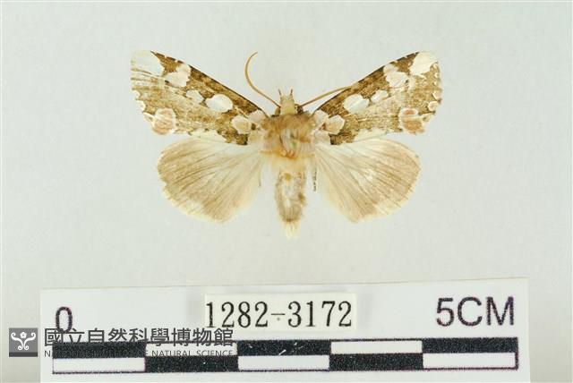 連珠波紋蛾藏品圖，第1張