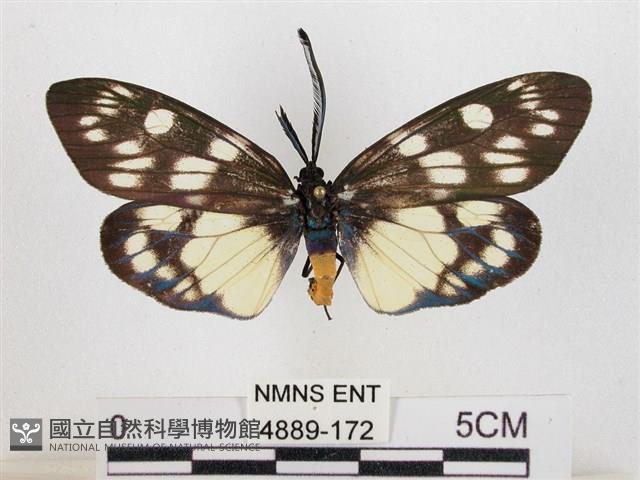 蓬萊茶斑蛾藏品圖，第1張