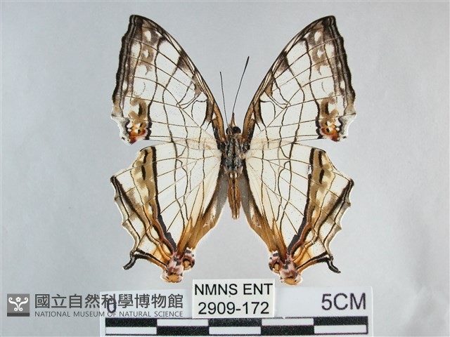 網絲蛺蝶、石牆蝶藏品圖，第1張
