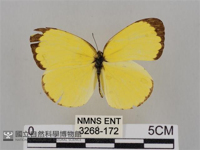 亮色黃蝶藏品圖，第1張
