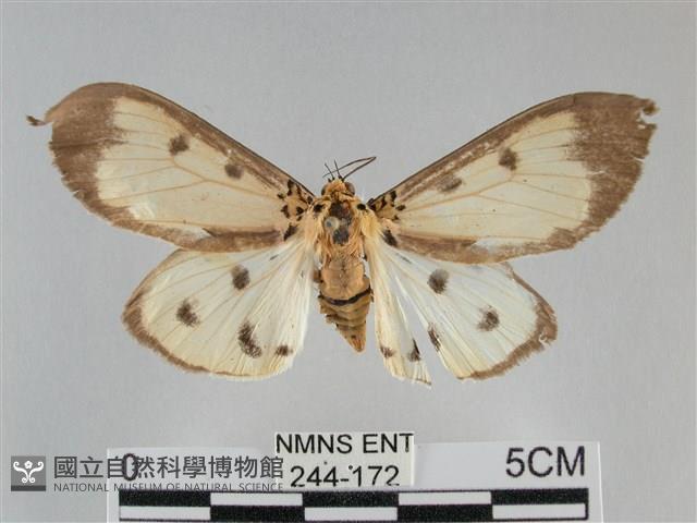 長斑擬燈蛾藏品圖，第1張