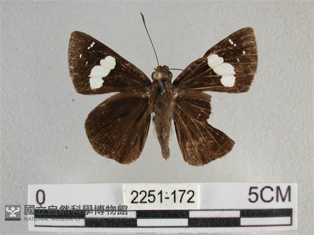 曲紋袖弄蝶藏品圖，第1張