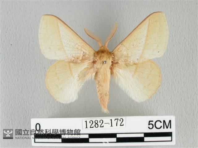 青枯葉蛾藏品圖，第1張