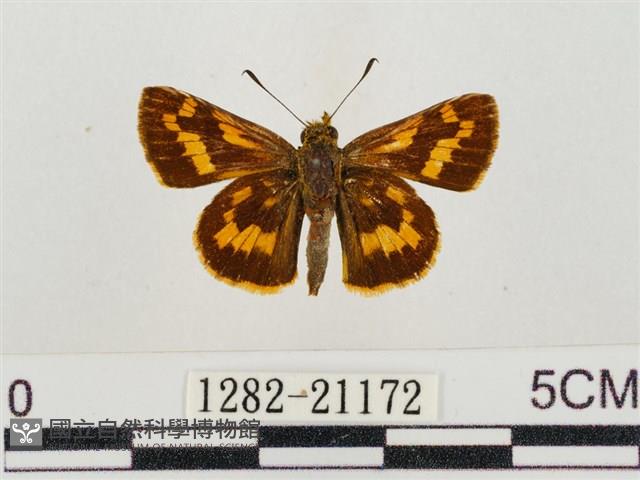 淡黃斑弄蝶藏品圖，第1張