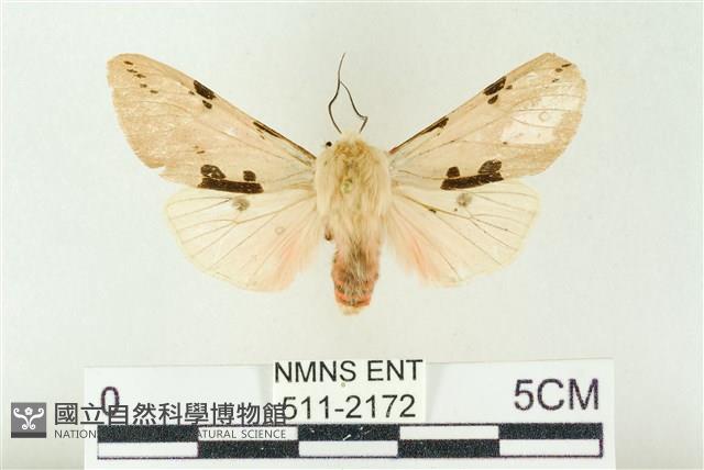 棍棒污燈蛾藏品圖，第1張