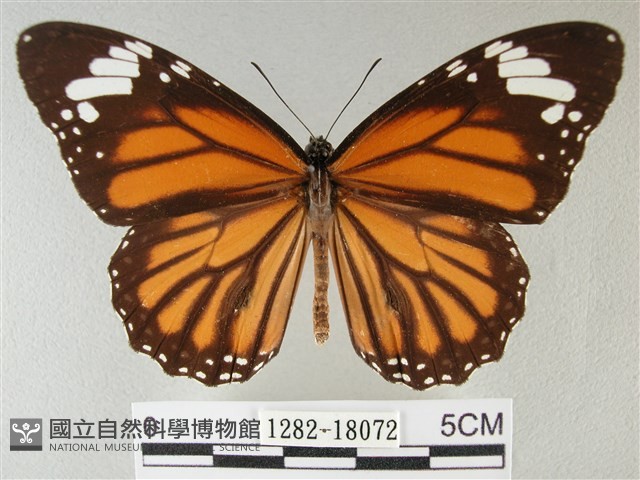 黑脈樺斑蝶藏品圖，第1張
