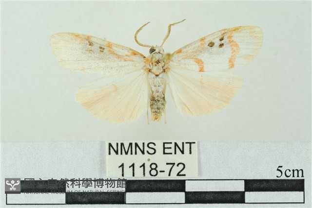 臺雪苔蛾藏品圖，第1張