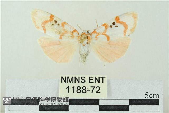 臺雪苔蛾藏品圖，第1張