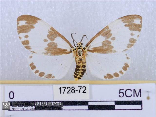 後凸蝶燈蛾藏品圖，第1張