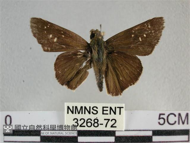 尖翅褐弄蝶藏品圖，第1張