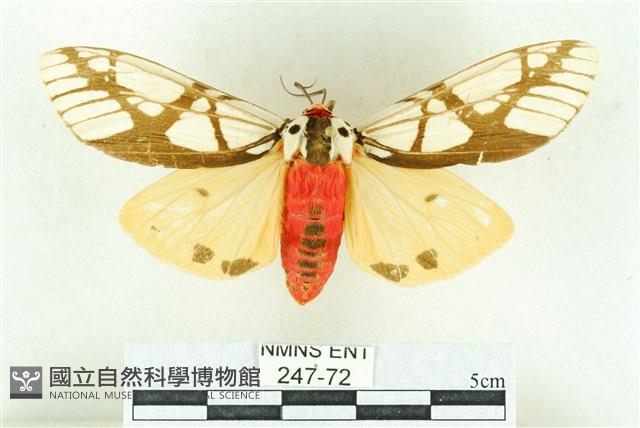 乳白斑燈蛾藏品圖，第1張