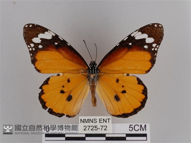 樺斑蝶藏品圖，第1張