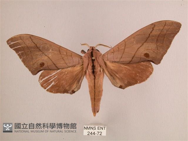 直翅六點天蛾藏品圖，第1張