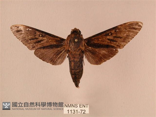 白星天蛾藏品圖，第1張