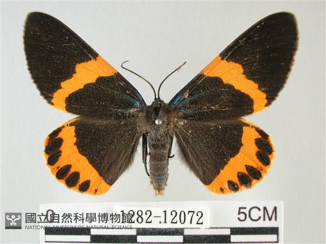 橙帶藍尺蛾藏品圖，第1張