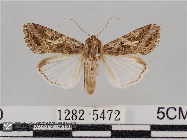 斜紋夜盜蛾藏品圖，第1張