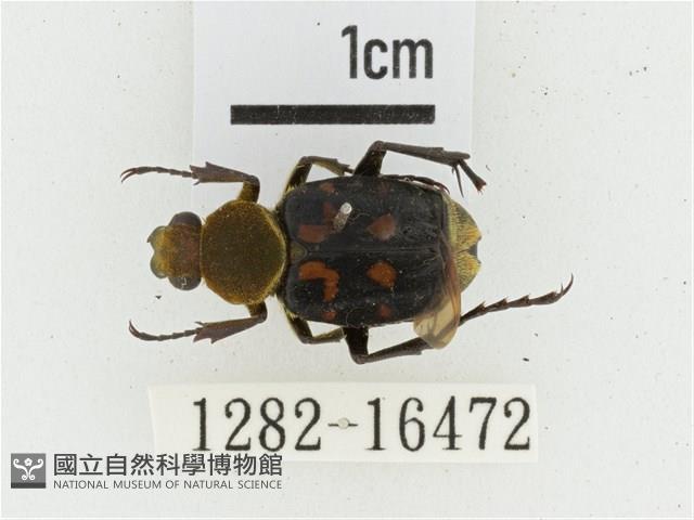 黃肩長腳花金龜藏品圖，第1張