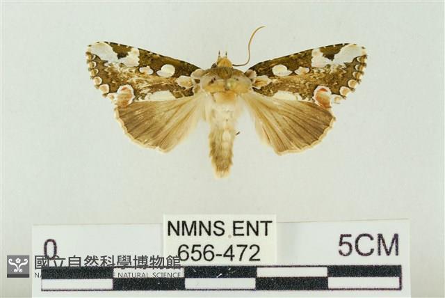 連珠波紋蛾藏品圖，第1張