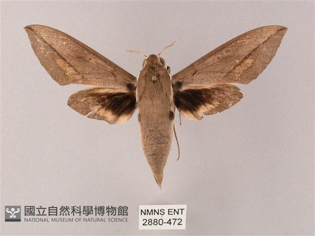 藏斜紋天蛾藏品圖，第1張