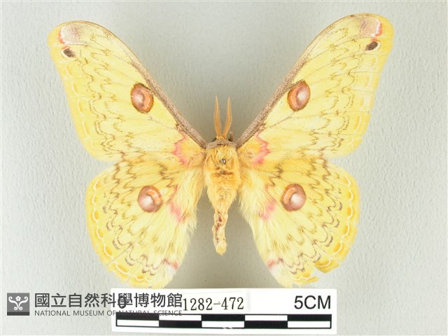 黃豹天蠶蛾藏品圖，第1張