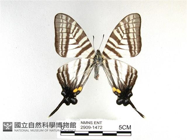 劍鳳蝶藏品圖，第1張