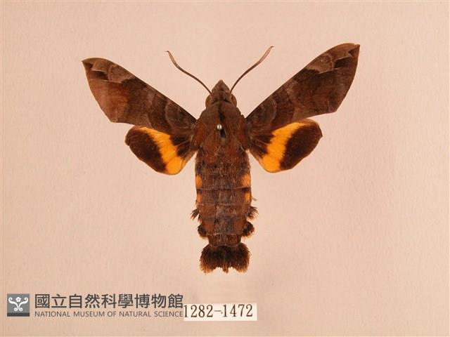 波斑長喙天蛾藏品圖，第1張