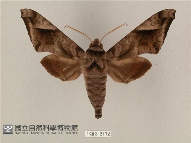 全緣缺角天蛾藏品圖，第1張