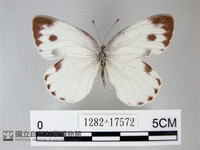 緣點白粉蝶藏品圖，第1張