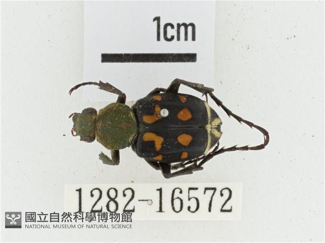 黃肩長腳花金龜藏品圖，第1張