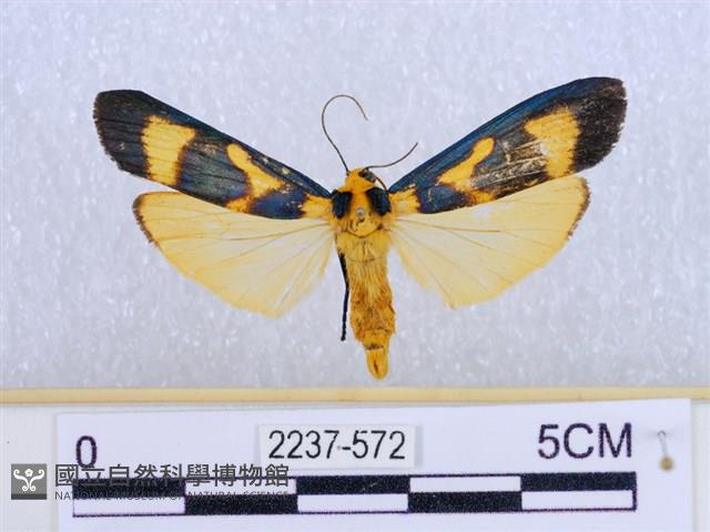 閃光苔蛾藏品圖，第1張