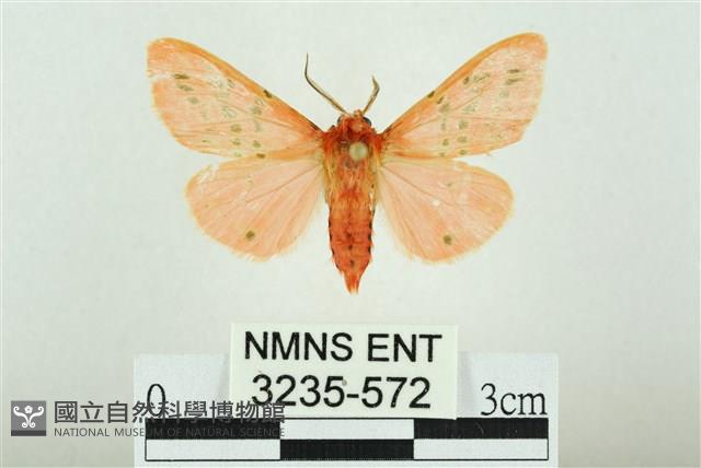 三條橙燈蛾藏品圖，第1張