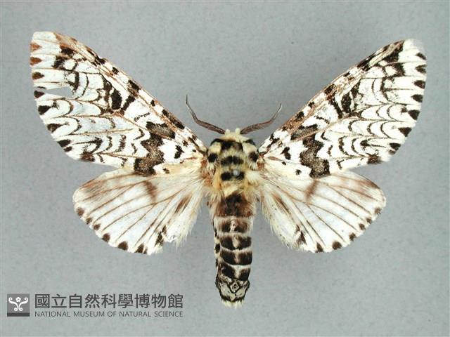 尖鋸舟蛾藏品圖，第1張