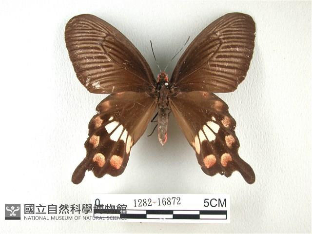 紅珠鳳蝶藏品圖，第1張