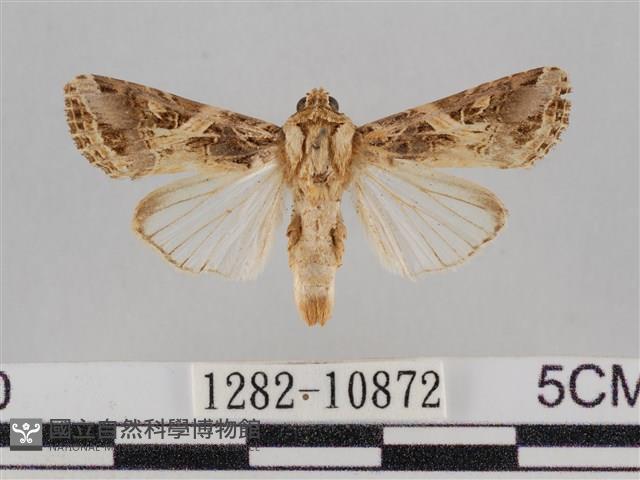 斜紋夜盜蛾藏品圖，第1張