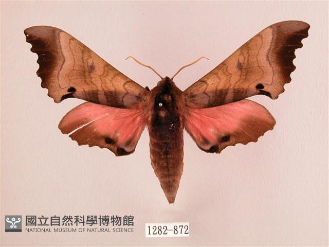 桃紅六點天蛾藏品圖，第1張